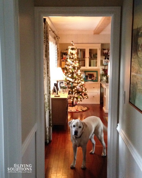 A dog and a Christmas Tree